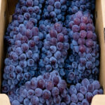 Delaware Grapes | Yamagata Prefecture | 10 Bunches | 2kg