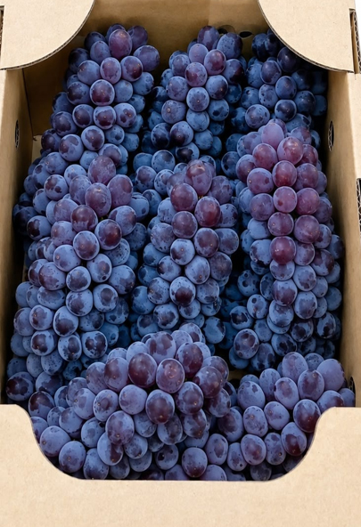 Delaware Grapes | Yamagata Prefecture | 10 Bunches | 2kg