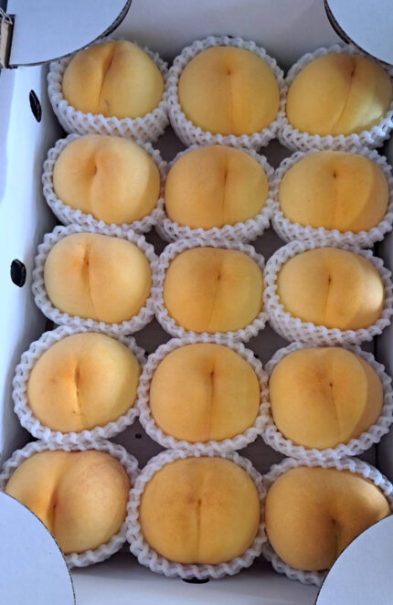 Golden Peach | Yamanashi Prefecture | 15 Pcs