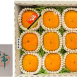 House Early Grown Persimmon | Nara Prefecture | Premium Akashu Grade