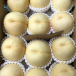 Shiro Bijin Hakutou | Yamanashi Prefecture | 12 Pcs