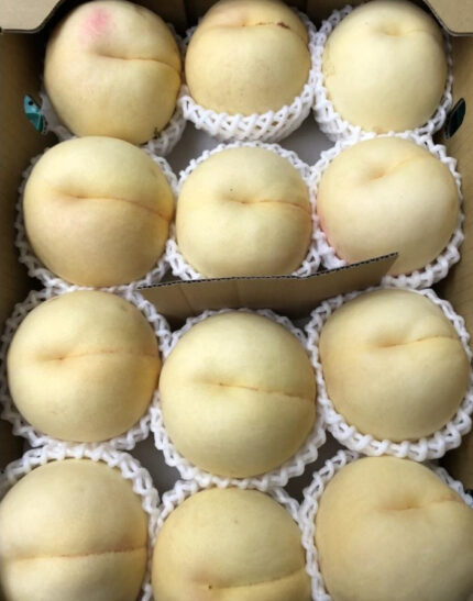 Shiro Bijin Hakutou | Yamanashi Prefecture | 12 Pcs