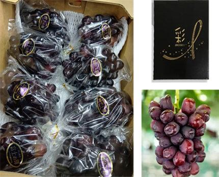 Black Shine Muscat "Fuji No Kagayaki" | Okayama Prefecture | 710g