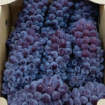 Delaware Grapes | Yamagata Prefecture | 8-9 Bunches