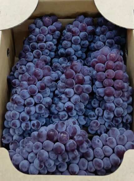 Delaware Grapes | Yamagata Prefecture | 8-9 Bunches