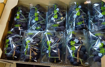Fuefuki - Kyoho Grapes (Seedless) | Yamanashi Prefecture | 350g