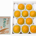 House Grown Tone Kaki (Seedless) | Aoshu Grade | Wakayama Prefecture | 10 Pcs