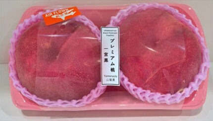 Ichiminomiya Black Premium Peaches | Variety: Hikawa Hakuhoh | Yamanashi Prefecture | 5L Size 2 Pcs