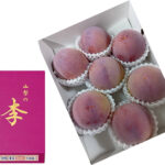 Kouju Plum "World Top Premium Plum" | Yamanashi Prefecture | 7 Pcs