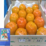 House Grown Persimmon "Soushu Kaki" (Seedless) | Aichi Prefecture | M Size