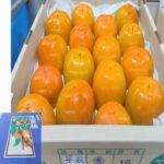 House Grown Persimmon "Soushu Kaki" (Seedless) | Aichi Prefecture | S Size