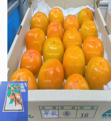 House Grown Persimmon "Soushu Kaki" (Seedless) | Aichi Prefecture | S Size