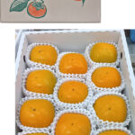 House Early Grown Persimmon | Premium Akashu Grade | Nara Prefecture | L Size