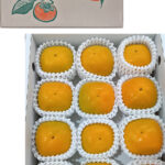 House Early Grown Persimmon | Premium Akashu Grade | Nara Prefecture | M Size