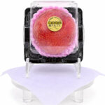 Kouju Plum "World Top Premium Plum" | Yamanashi Prefecture | 1 Pc