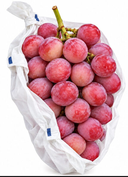 Queen Nina Grapes | (Seedless) Aoshu Grade | Okayama Prefecture | 620g