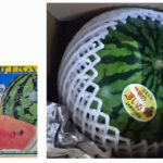 Suika (Watermelon) | Aichi Prefecture | 1 Pc 2.5kg