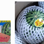Suika (Watermelon) | Aichi Prefecture | 1 Pc 2kg