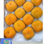 House Grown Persimmon Soushu Kaki | (Seedless) Akashu Premium Grade | Nara Prefecture | 12 Pcs