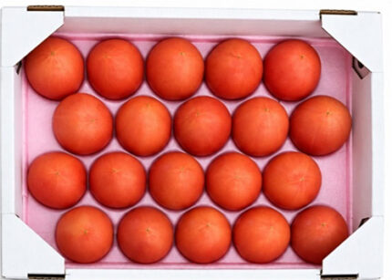 Nousuku Tomato | (For Salad Use) | Tokushima Prefecture | M Size