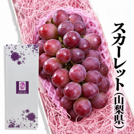 Scarlet Grapes | (Seedless) Akashu Premium Grade | Yamanashi Prefecture | 2L Size 710g