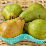 Western Pear | (Flemish Beauty) | Iwate Prefecture | 4 Pcs